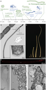 microbo gigante